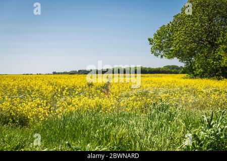 A summer, three image HDR, of a field of Rapeseed, Brassica napus,  under a blue sky near Paull, Holderness, East Yorkshire. England. 28 May 2020 Stock Photo