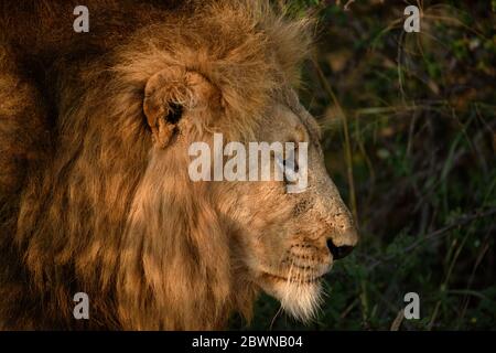 Profile portrait of wild male lion in South Africa. Stock Photo