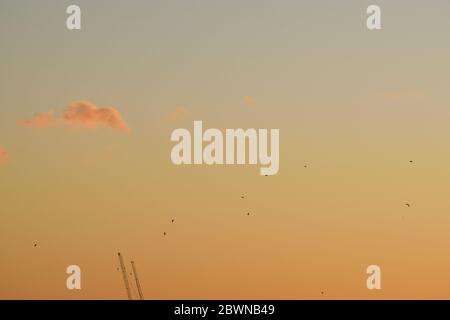 Two Cranes and Birds Against a Pastel Pink Sunset Sky Stock Photo