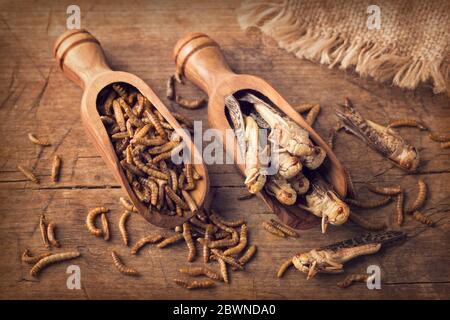 Edible mealworms and grasshoppers in a wooden spoons Stock Photo