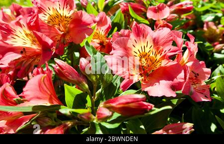 Alstroemeria’Little Miss Davina’ Stock Photo