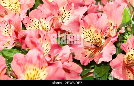 Alstroemeria’Little Miss Davina’ Stock Photo