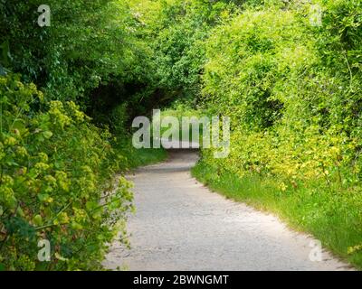 footpath through the countryside, Padstow, Cornwall, UK Stock Photo