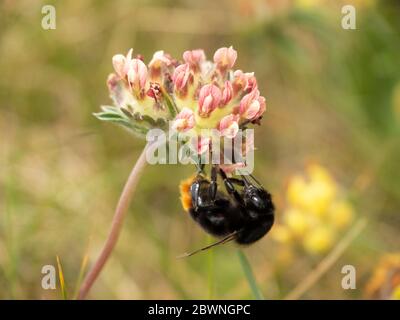 Female Red-tailed bumblebee (Bombus lapidarius) on a flower at sand dunes, Padstow, Cornwall, UK Stock Photo