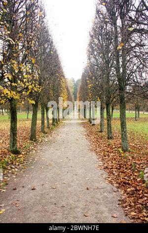 Alley in the Park surrounded by trees in autumn. Colorful nature colors, vertical photo Stock Photo