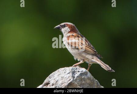 House Sparrow, Passer domesticus, perched on a Branch in a British Garden, Spring Summer 2020 Stock Photo