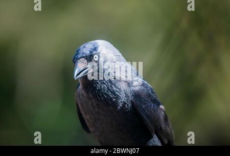 Closeup of the head of a Jackdaw, Corvus monedula.  Shows characteristic pale-grey iris to eyes. Stock Photo