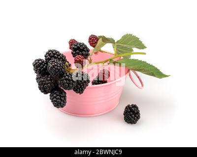 Branch of organic blackberries in a pink bucket on a white background. Stock Photo