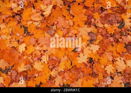 Colorful backround of fallen autumn leaves. Falling autumn maple leaves lie on the ground. Multicolored maple leaves. Maple leaves background Stock Photo