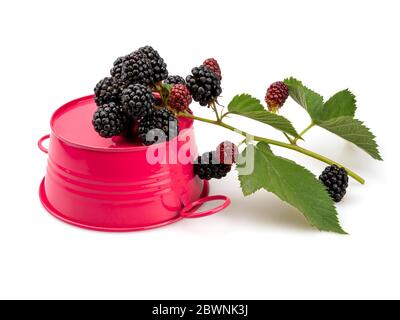 Branch of ripe organic blackberries on a crimson bucket. Stock Photo