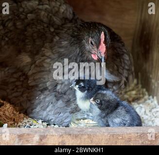 A mother hen watches over her baby chicks in her nesting box. Stock Photo