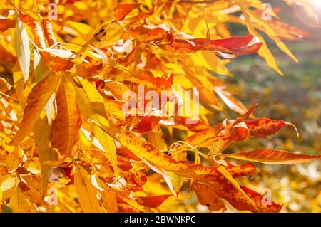 Golden autumn, bright leaves on the branch. Stock Photo