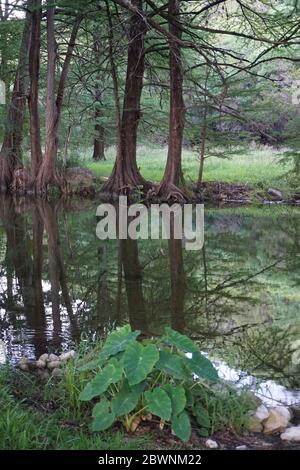 Evening by the Frio river, Leakey, Texas Stock Photo - Alamy