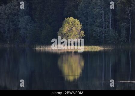 Reflected tree, Dutch Lake, Clearwater, British Columbia, Canada Stock Photo