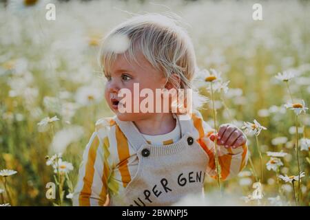Blonde toddler in daisy field Stock Photo