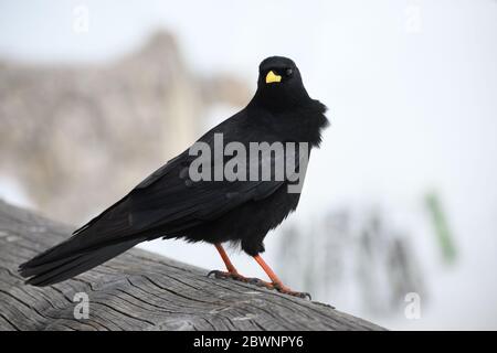Alpine chough or yellow-billed chough (Pyrrhocorax graculus), on weathered wood, bird of the crow family, gray sky, copy space Stock Photo