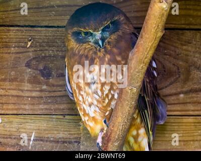 portrait of a tasmanian spotted owl, tropical bird specie from Australia and new Zealand Stock Photo