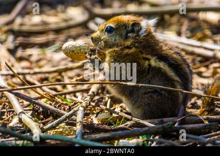 cute closeup portrait of an asiatic striped squirrel eating a nut, tropical rodent specie from Asia Stock Photo