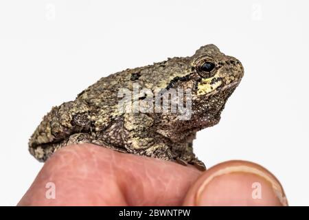 Male Gray Treefrog, Dryophytes versicolor,i resting on the photographer's finger to show the small size, in central Michigan, USA Stock Photo