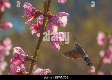 Macroglossum stellatarum know as the sphinx of the galio or sphinx hummingbird Stock Photo
