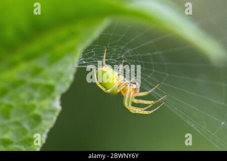 Cucumber green orb spider in its web woven on a buddleja leaf  - Araniella cucurbitina - Scotland, UK Stock Photo