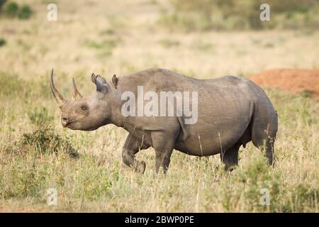 One adult female Black Rhino walking in the Masai Mara in Kenya Stock Photo