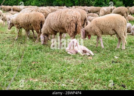 Lamb on the green grass. Sheep and goats on the lawn. Stock Photo