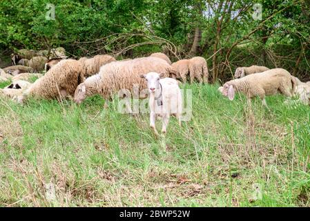 A horned goat posing for a photo. At the bottom of the image is the clay floor with a wooden fence, green grass and some trees Stock Photo