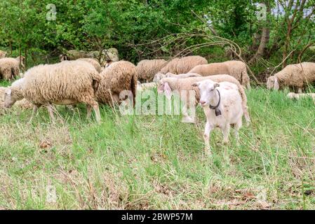 A horned goat posing for a photo. At the bottom of the image is the clay floor with a wooden fence, green grass and some trees Stock Photo