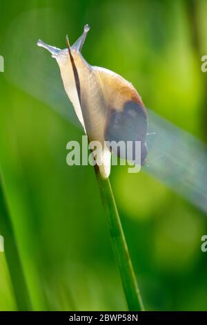 Common Amber Snail - Succinea putris  Backlite on rush stem Stock Photo