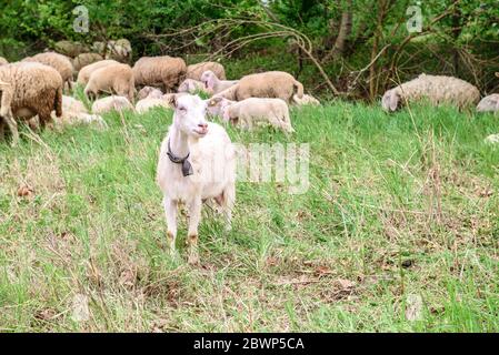 A horned goat posing for a photo. At the bottom of the image is the clay floor with a wooden fence, green grass and some trees Stock Photo