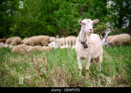 A horned goat posing for a photo. At the bottom of the image is the clay floor with a wooden fence, green grass and some trees Stock Photo