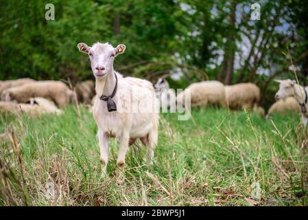 A horned goat posing for a photo. At the bottom of the image is the clay floor with a wooden fence, green grass and some trees Stock Photo