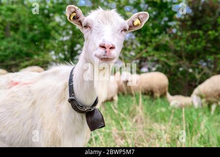 A horned goat posing for a photo. At the bottom of the image is the clay floor with a wooden fence, green grass and some trees Stock Photo