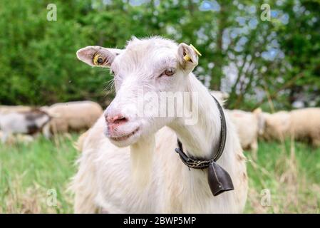 A horned goat posing for a photo. At the bottom of the image is the clay floor with a wooden fence, green grass and some trees Stock Photo