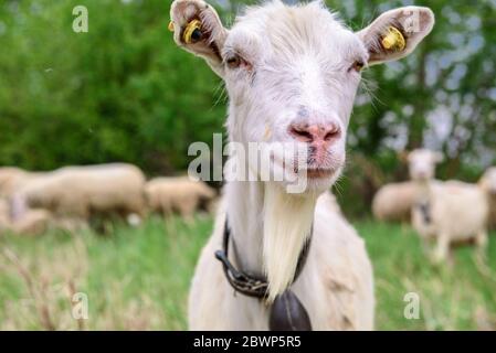 A horned goat posing for a photo. At the bottom of the image is the clay floor with a wooden fence, green grass and some trees Stock Photo