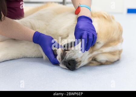 Closeup of veterinarian checks teeth and gums of a Central asian shepherd dog. Dog under medical exam. Veterinarian doing oral inspection procedure. P Stock Photo