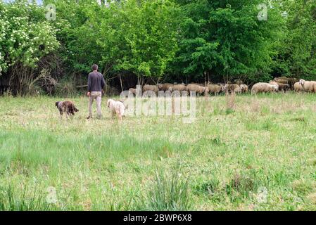 Shepherd with two dogs and a flock of sheep in the field Stock Photo