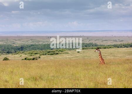 Head and neck of Masai giraffe lying down hiding in tall grass of the Masai Mara in Kenya, Africa Stock Photo