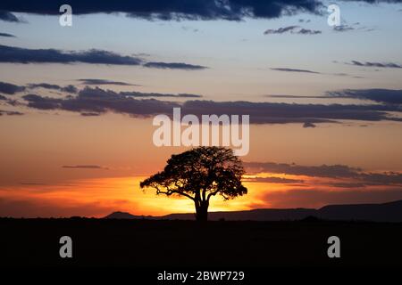 Golden sunrise behind Silhouette tree with beautiful wide open sky in Kenya, Africa Stock Photo