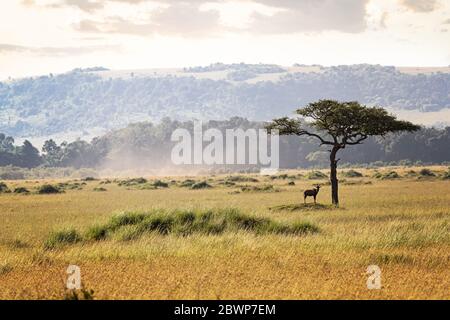 Open field in Masai Mara area of Kenya, Africa with one topi standing on termite mound under an acacia tree Stock Photo