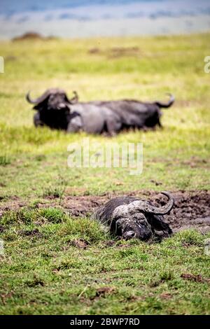 Two lazy cape buffalos lying in mud in Kenya, Africa Stock Photo