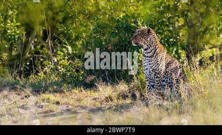 Beautiful spotted leopard in Masai Mara National Reserve, Kenya, Africa Stock Photo