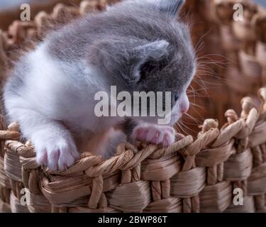 Lovely, lovely animal. Little kitten. Cute kitten. Little kitten in a basket Stock Photo