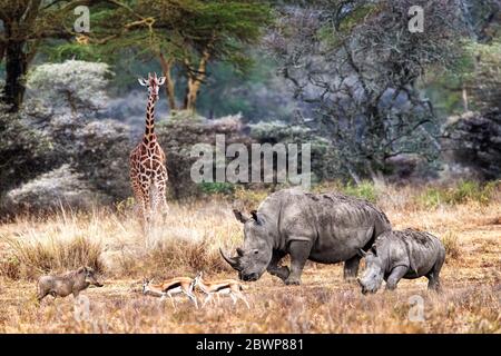 Magical wildlife safari scene in fever tree jungle of Lake Nakuru, Kenya Africa with endangered rhinos and Rotheschild's giraffe Stock Photo