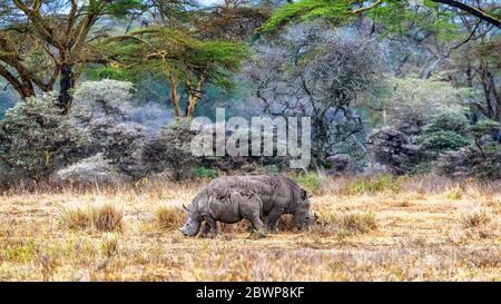 Baby and mother white rhinocerous grazing in the fever tree forest of Lake Nakuru, Kenya Africa Stock Photo