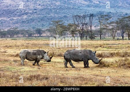 Rhino and calf walking across forest in Lake Nakuru, Kenya Africa Stock Photo