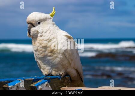 The sulphur-crested cockatoo stands on the handrail of Lorne Pier of  the great ocean road of Australia. The background is the pacific ocean. Stock Photo