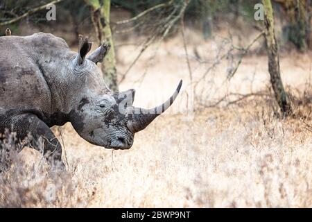 Southern white rhinoceros with large long pointed horn. Closeup with blurred background.