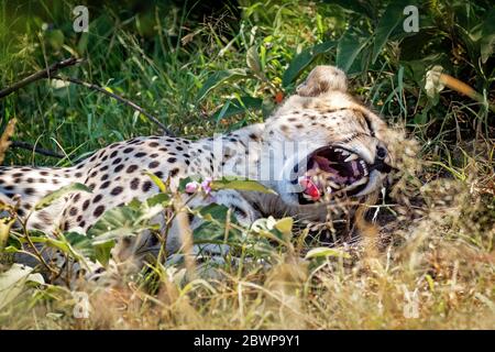 Tired cheetah cat lying down in Kenya, Africa field with mouth wide open to yawn Stock Photo